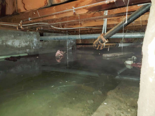 Best Water damage restoration near me  in Shafter, CA